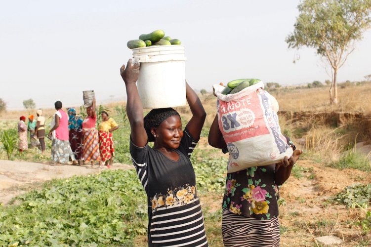 The Platform Foundation Farms